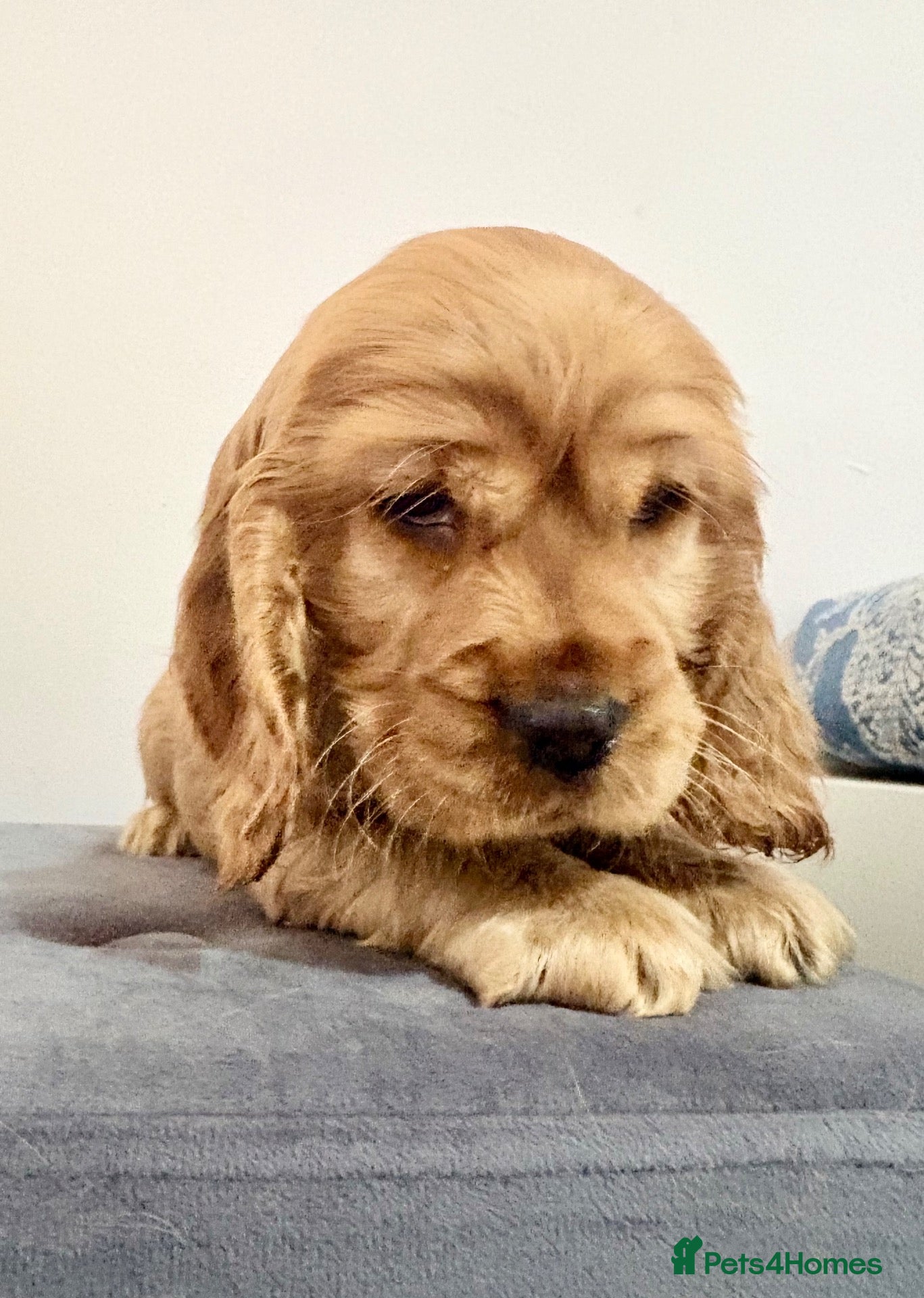 Cocker Spaniel dogs for sale: Red Sable show cocker spaniel male - Advert 3