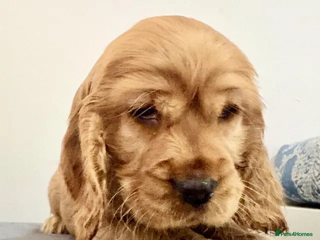 Cocker Spaniel dogs for sale: Red Sable show cocker spaniel male - Advert 3