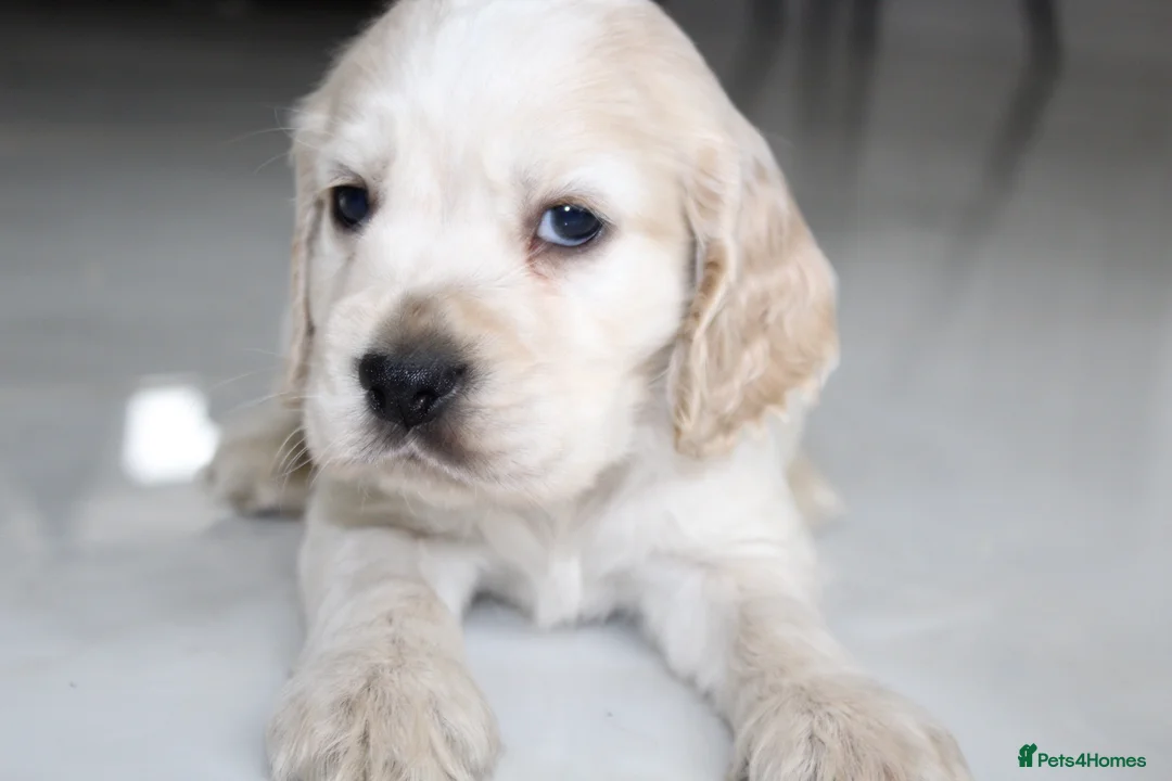 Cocker Spaniel dogs for sale: Super Cute little boys ready in a few days! - Advert 11