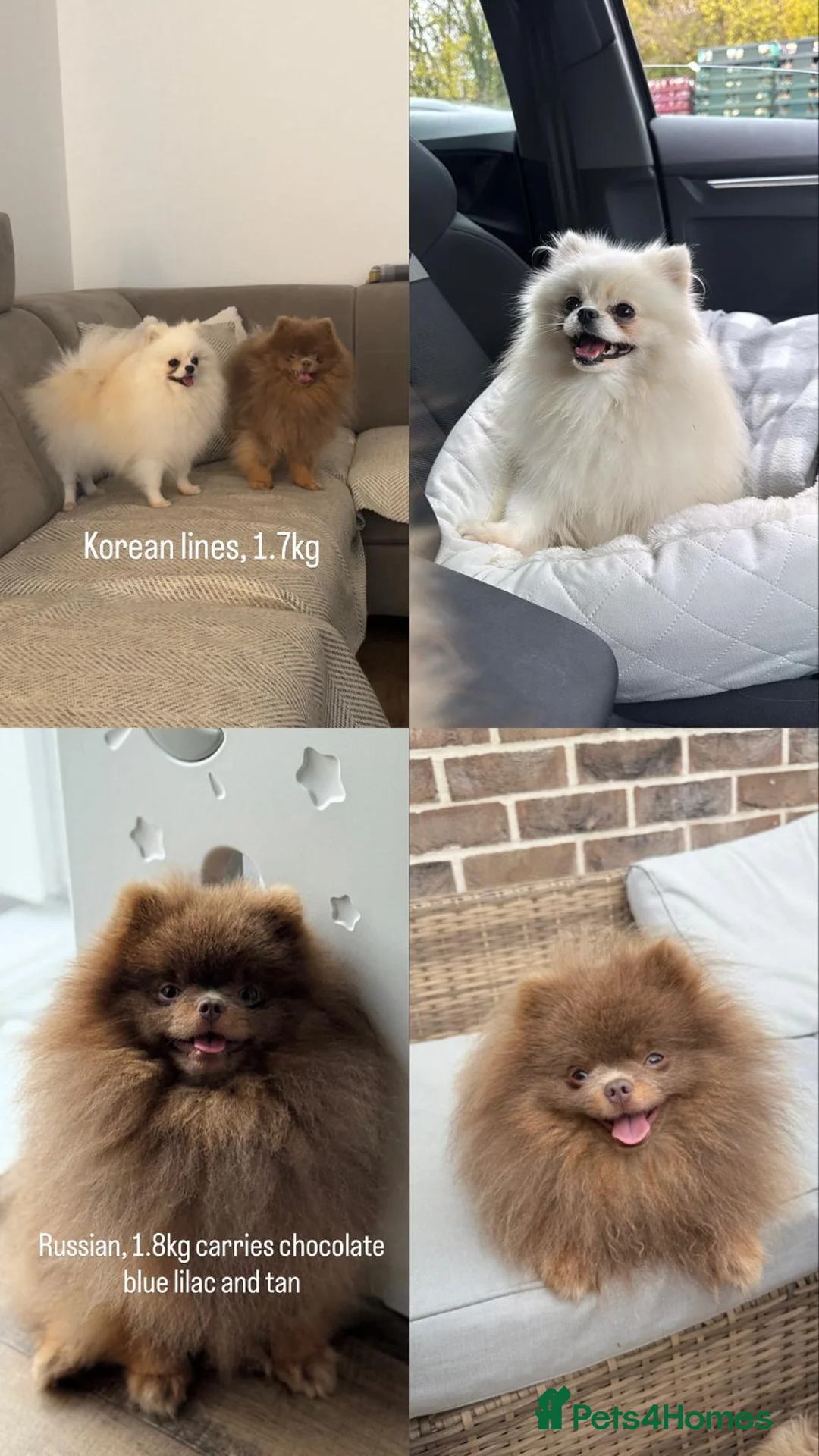 Pomeranian dogs for sale: female pomeranian ready for her home - Advert 2