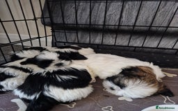Shih Tzu dogs for sale: Shih Tzu puppies for sale  - Image 2