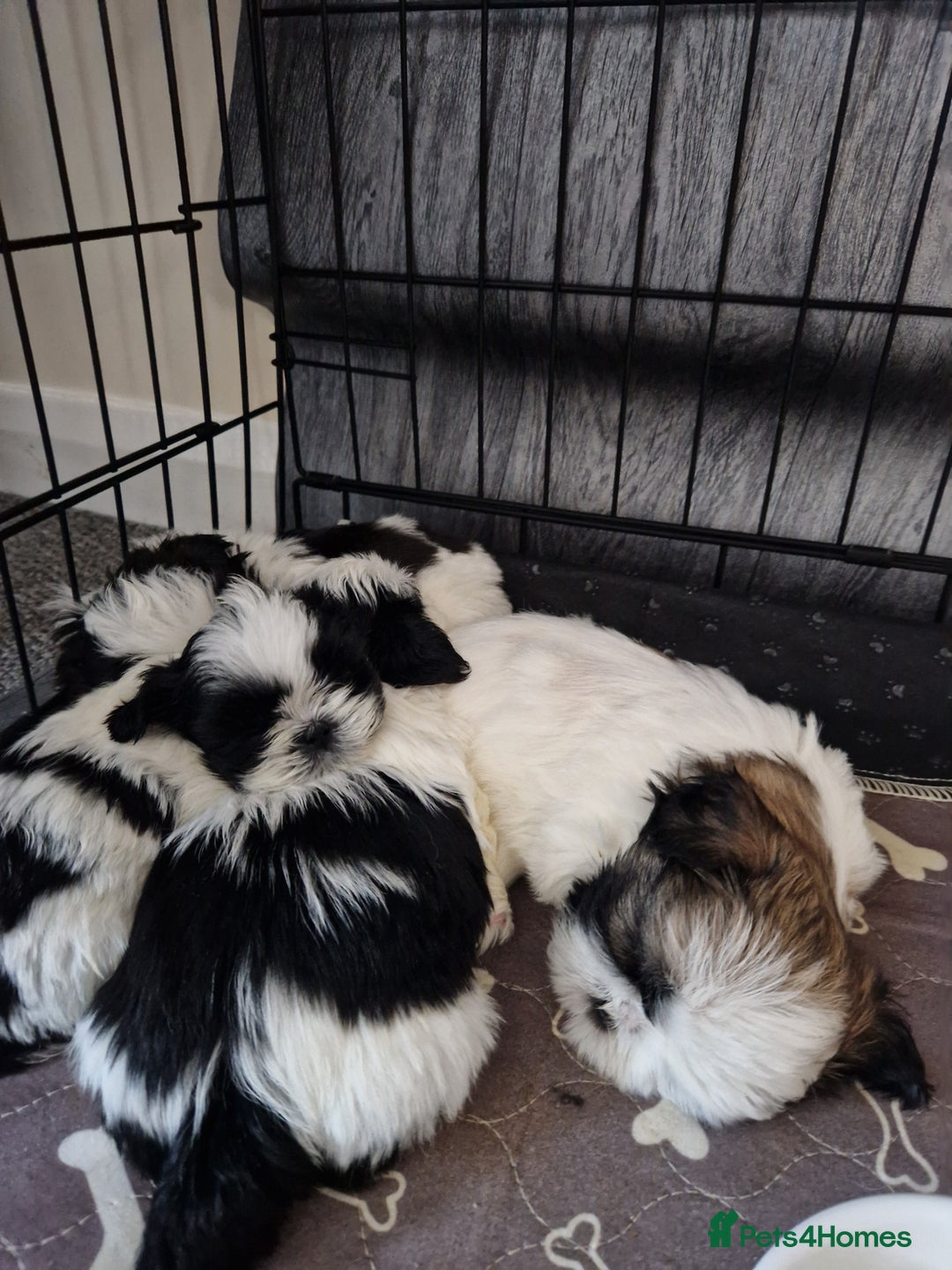 Shih Tzu dogs for sale: Shih Tzu puppies for sale  - Image 2