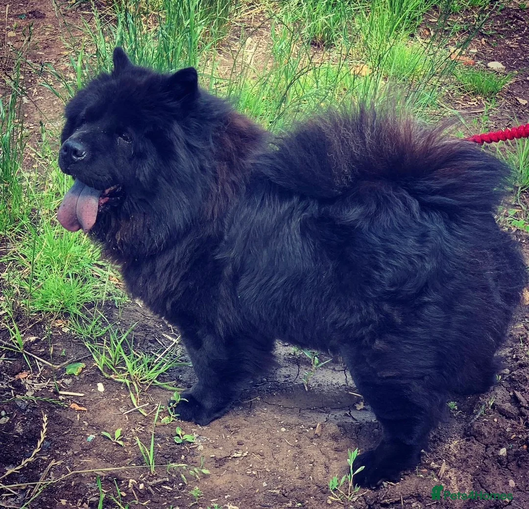 Chow Chow dogs for sale: Adults Chow chow’s  - Advert 2