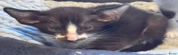 Oriental cats for sale: GCCF Oriental kittens  - Advert 7