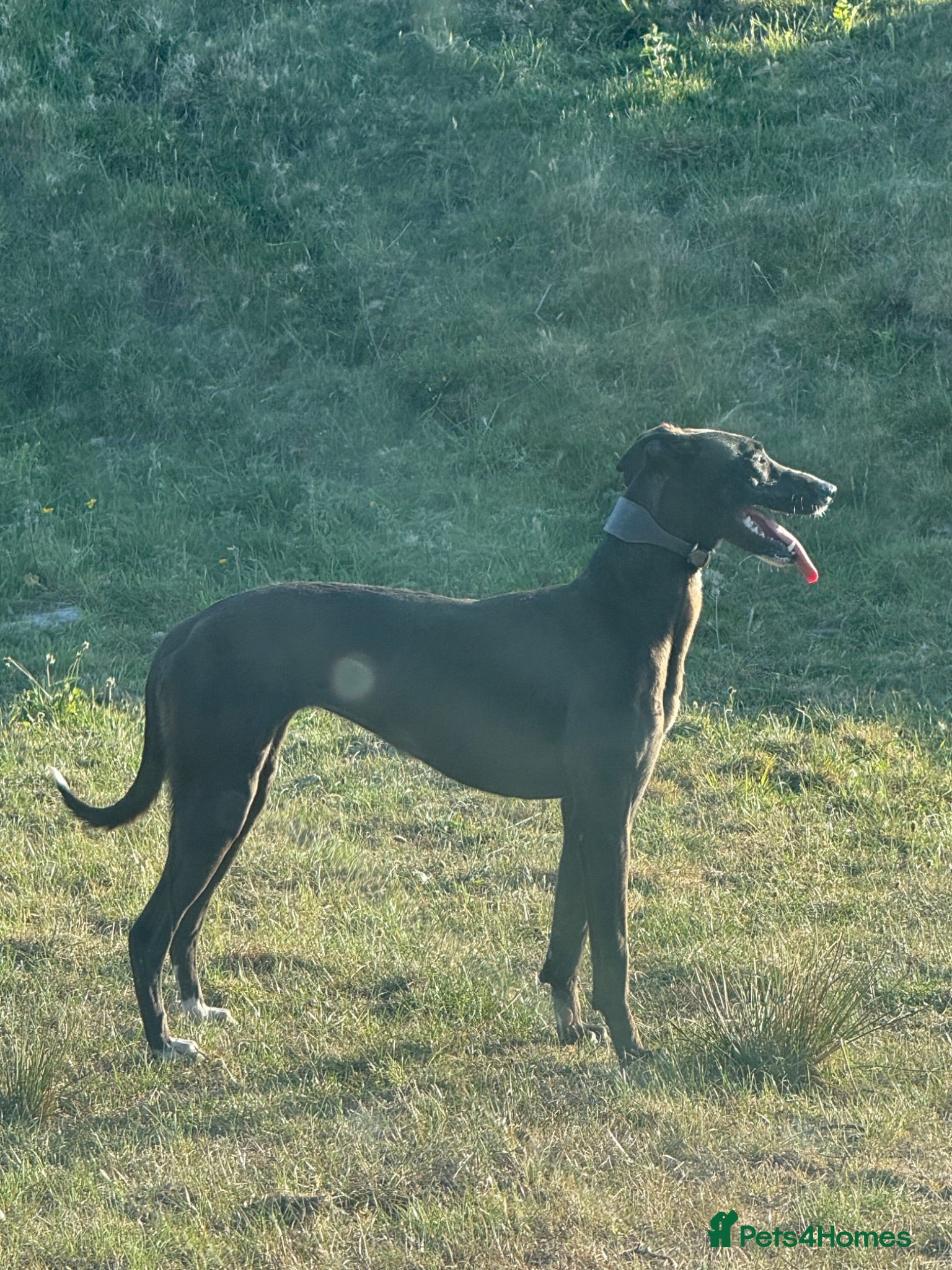 Lurcher dogs Bull greyhound deerhound greyhound Female  - Advert 3