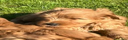 Labradoodle dogs for sale: Gorgeous healthy vet checked labradoodle puppies - Advert 9