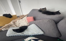 Mixed Breed cats for sale:  Adorable Kittens Ready for Their Forever Homes!  - Image 6