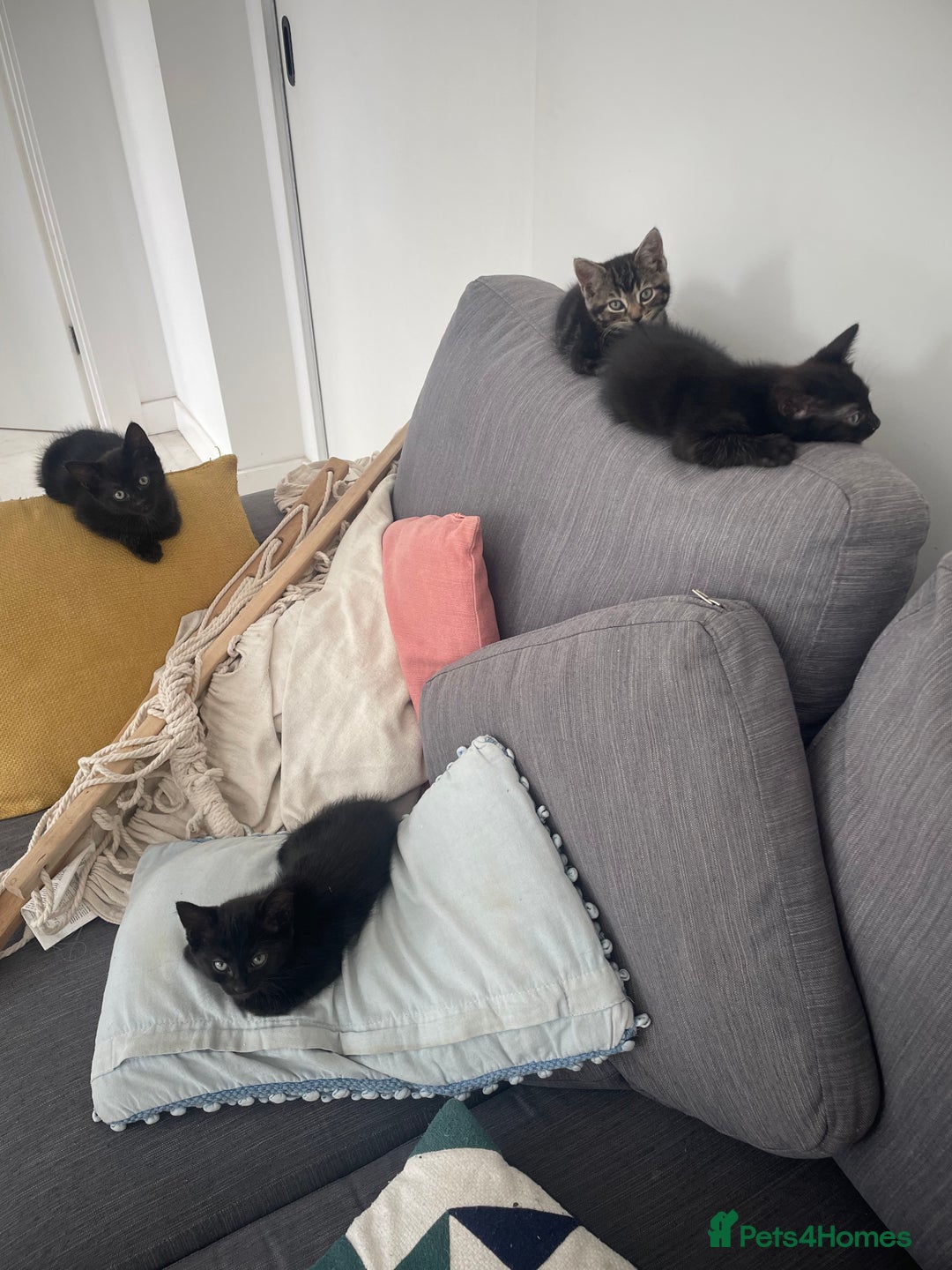 Mixed Breed cats for sale:  Adorable Kittens Ready for Their Forever Homes!  - Image 6