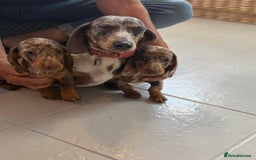 Dachshund dogs for sale: dachshund puppies  - Image 3