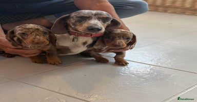 Dachshund dogs - Advert 5