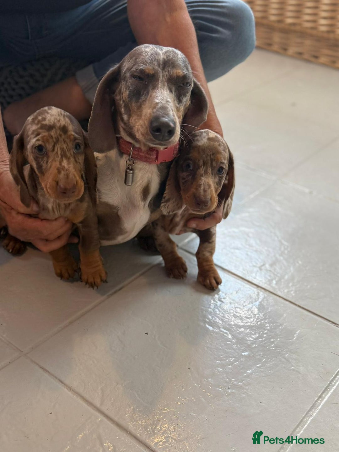 Dachshund dogs for sale: dachshund puppies  - Image 3