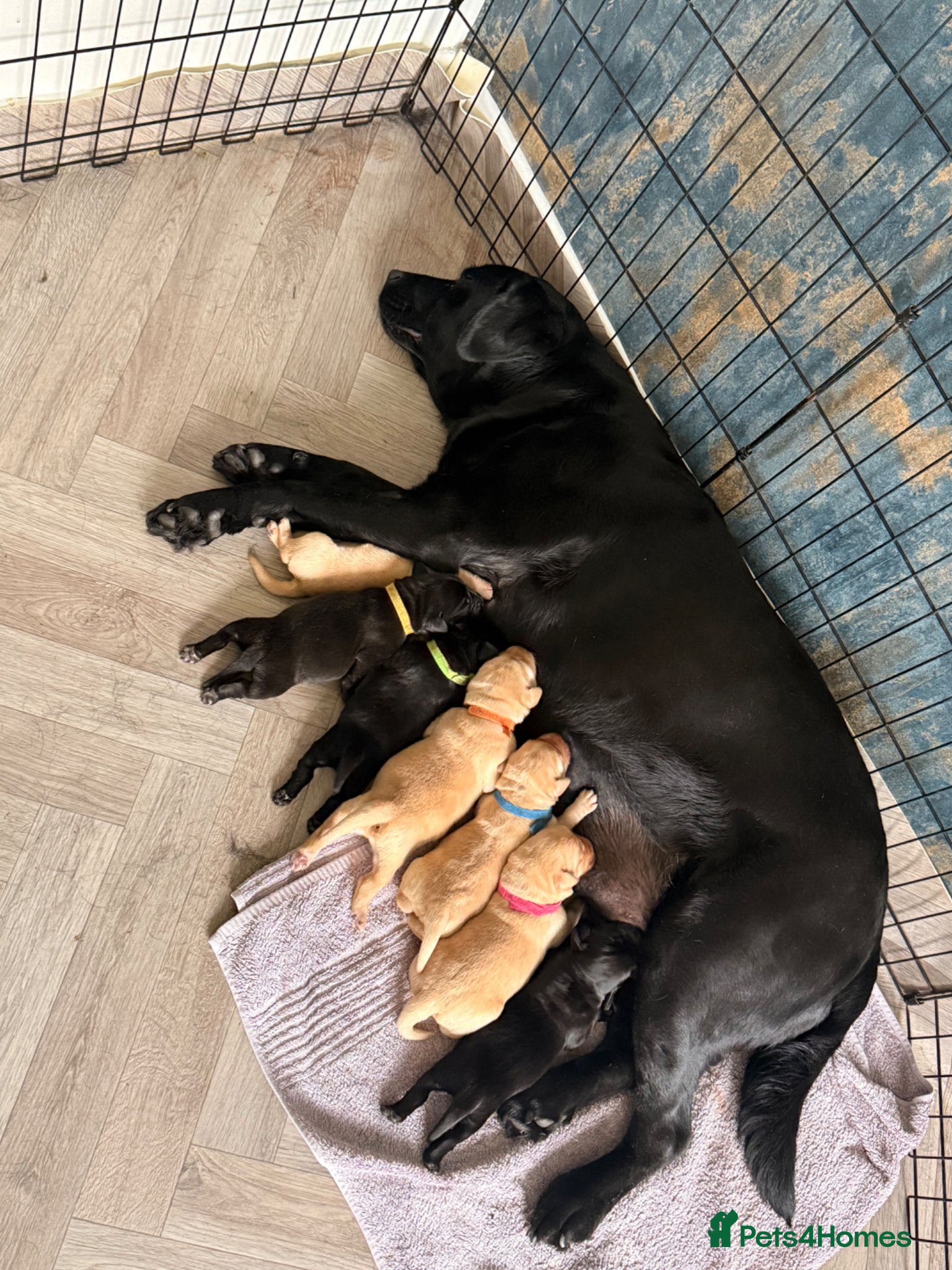 Labrador Retriever dogs for sale: Outstanding KC Registered Labrador Puppies in Elgin - Advert 2
