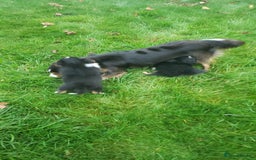 Australian Shepherd dogs for sale: Miniature Australian Shepherds ASDR - Image 2