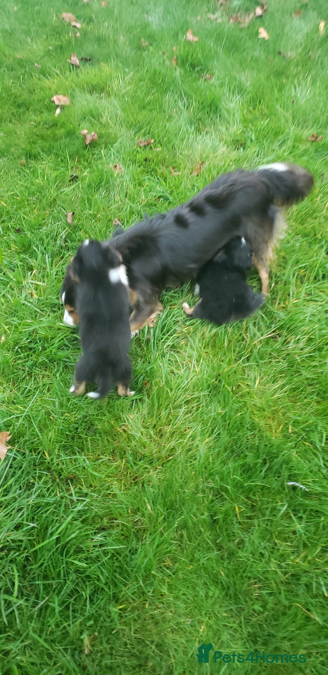 Australian Shepherd dogs for sale: Miniature Australian Shepherds ASDR - Image 2