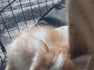 Mixed Breed cats fluffy ginger boy - Advert 1