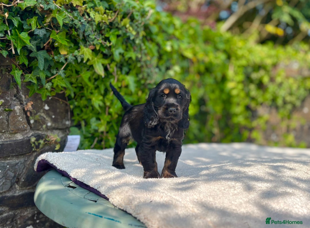 Cocker Spaniel dogs for sale: Black Tan and Chocolate Tan Show Cocker Spaniels  - Image 5