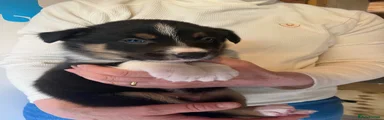 Border Collie 1