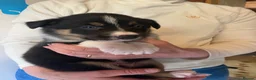 Border Collie dogs for sale: Border collie female puppy - Advert 2