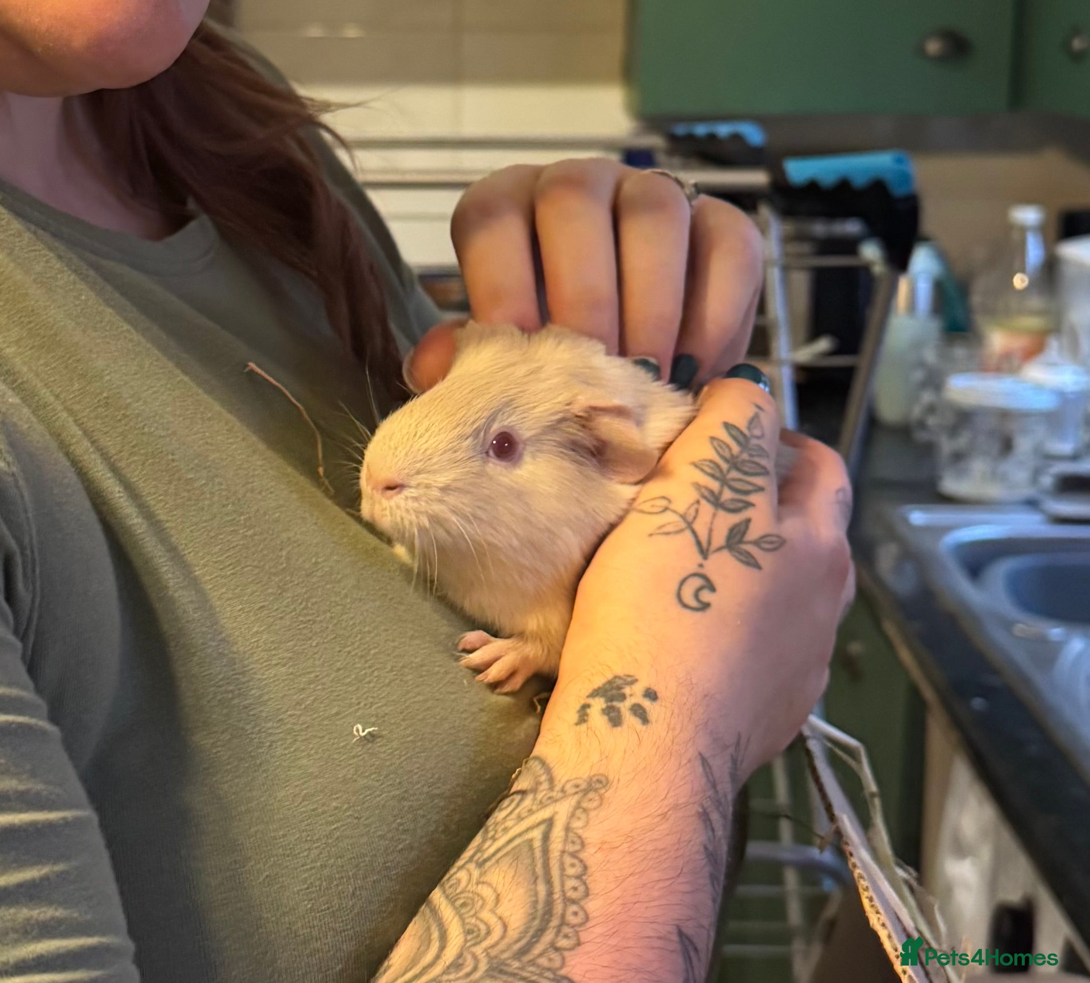 Guinea Pig rodents Two Bonded Female Guinea Pigs and Set Up - Advert 1