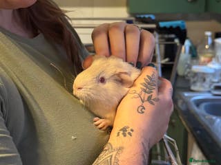 Guinea Pig rodents Two Bonded Female Guinea Pigs and Set Up - Advert 1