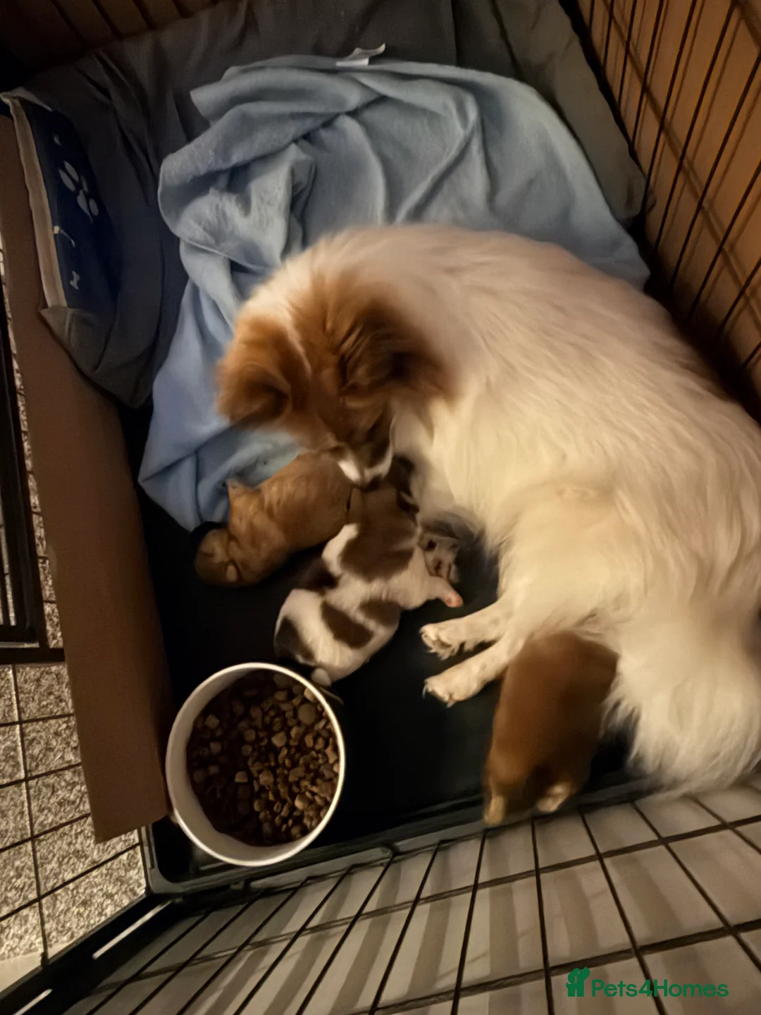 Mixed Breed dogs for sale: German spitz mix with pomchi  - Advert 17