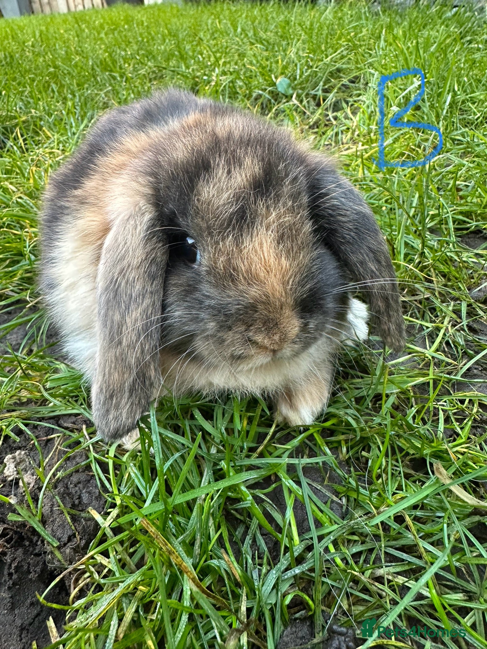 Mini Lop rabbits Mini Lop Rabbits For Sale  - Advert 11