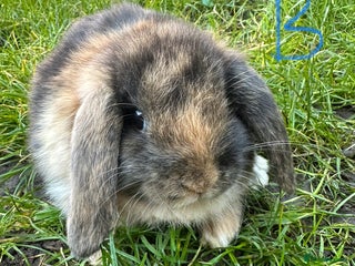 Mini Lop rabbits Mini Lop Rabbits For Sale - Advert 12