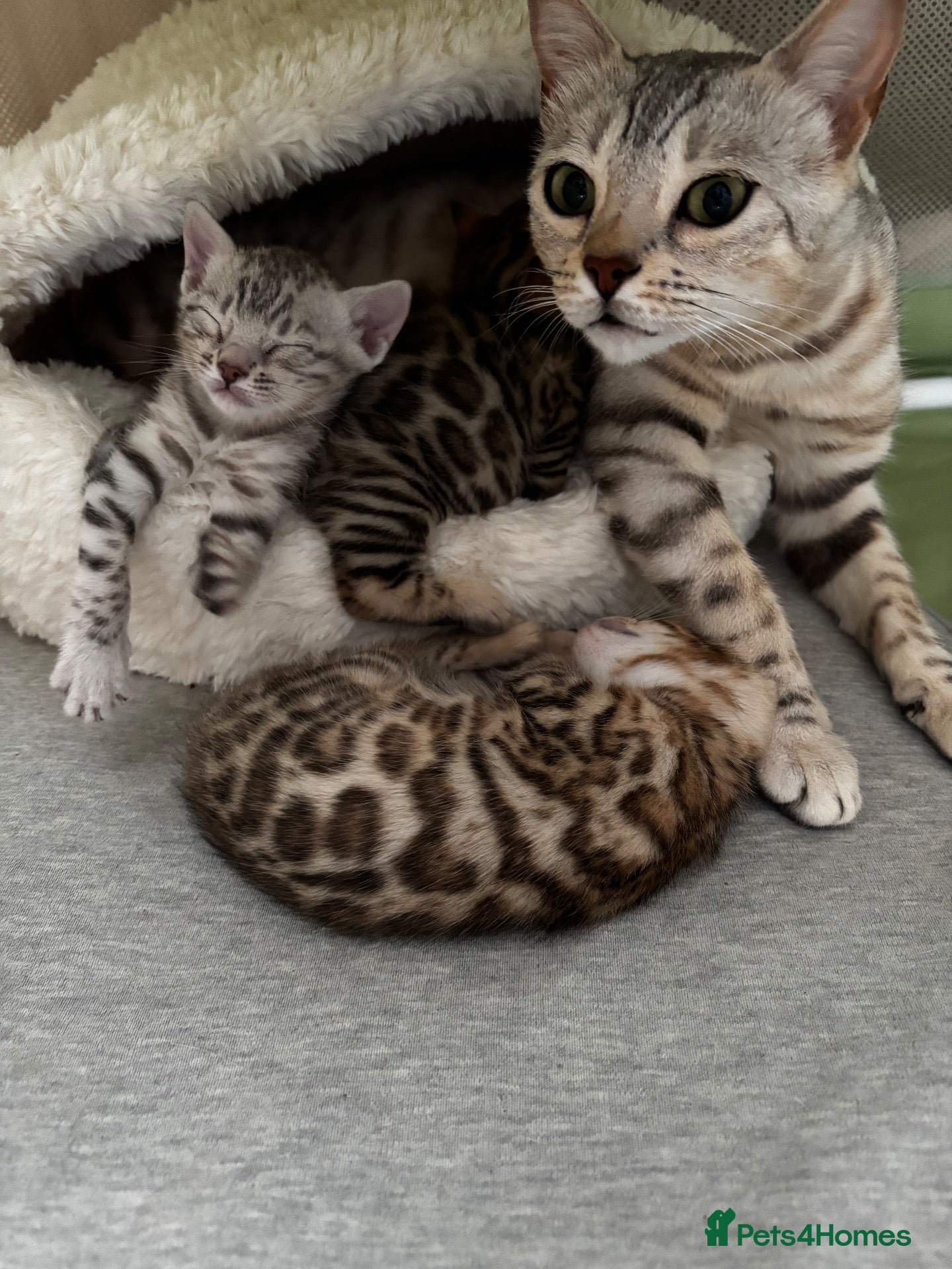 Bengal cats Bengal kittens  - Advert 6