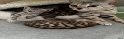Bengal cats for sale: Bengal kittens  - Advert 1
