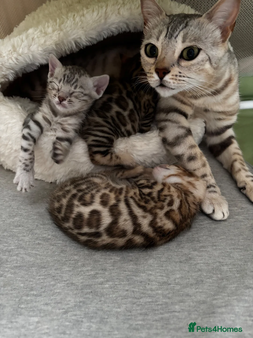 Bengal cats for sale: Bengal kittens  - Advert 1