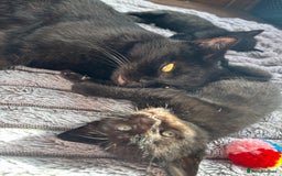 British Shorthair cats for sale: 5 British shorthair kittens  - Image 5