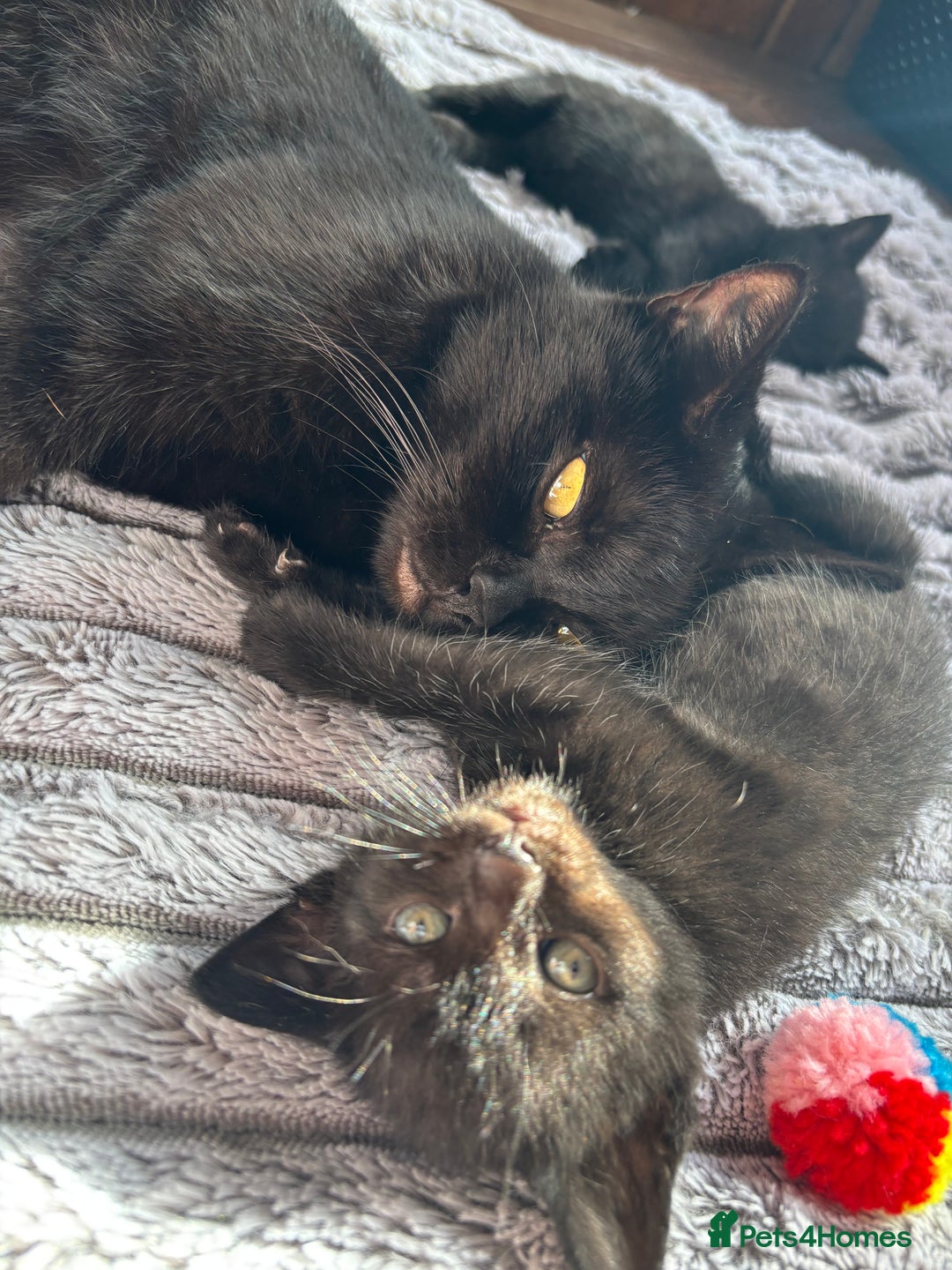 British Shorthair cats for sale: 5 British shorthair kittens  - Image 5