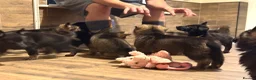German Shepherd dogs for sale: German Shepherd Puppies - Advert 6