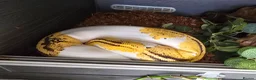 Python Snake reptiles for sale: Various Royal Pythons - Advert 5