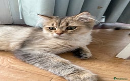 British Longhair cats for sale: British Longhair Kitten for sale  - Image 5