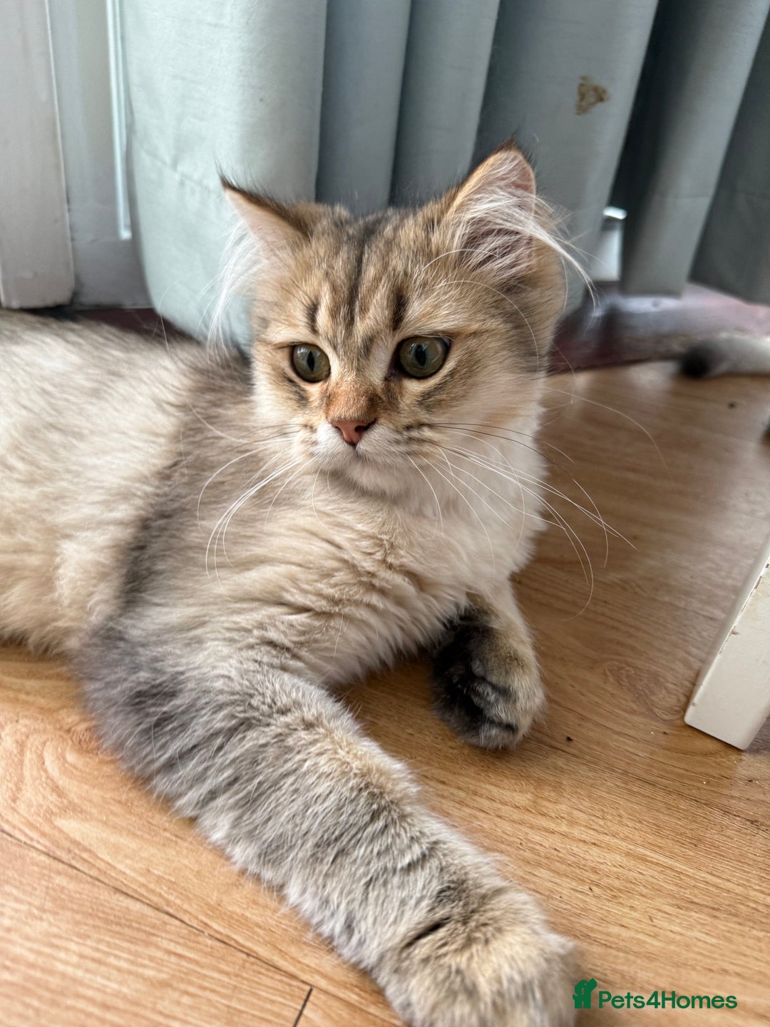 British Longhair cats for sale: British Longhair Kitten for sale  - Image 5