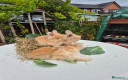 Angora rabbits for sale: Gorgeous Pedigree Full Faced Angora  - Image 11