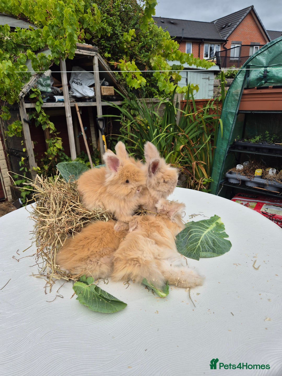Angora rabbits for sale: Gorgeous Pedigree Full Faced Angora  - Image 11
