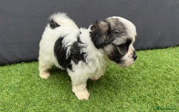 Morkie dogs for sale: Beautiful Maltese x Yorkie puppies  - Image 10