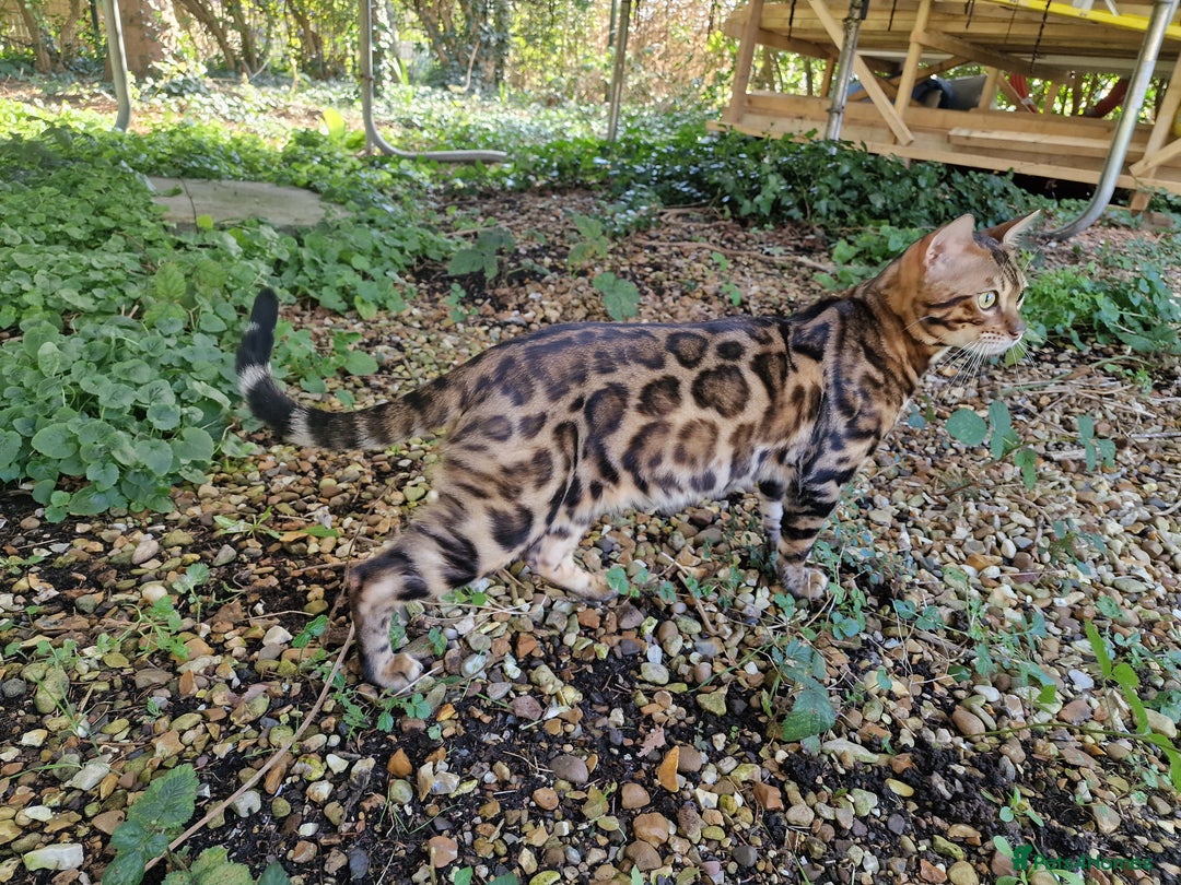 Bengal cats for stud: Bengal cat for stud, Fabio. in Peterborough - Image 20
