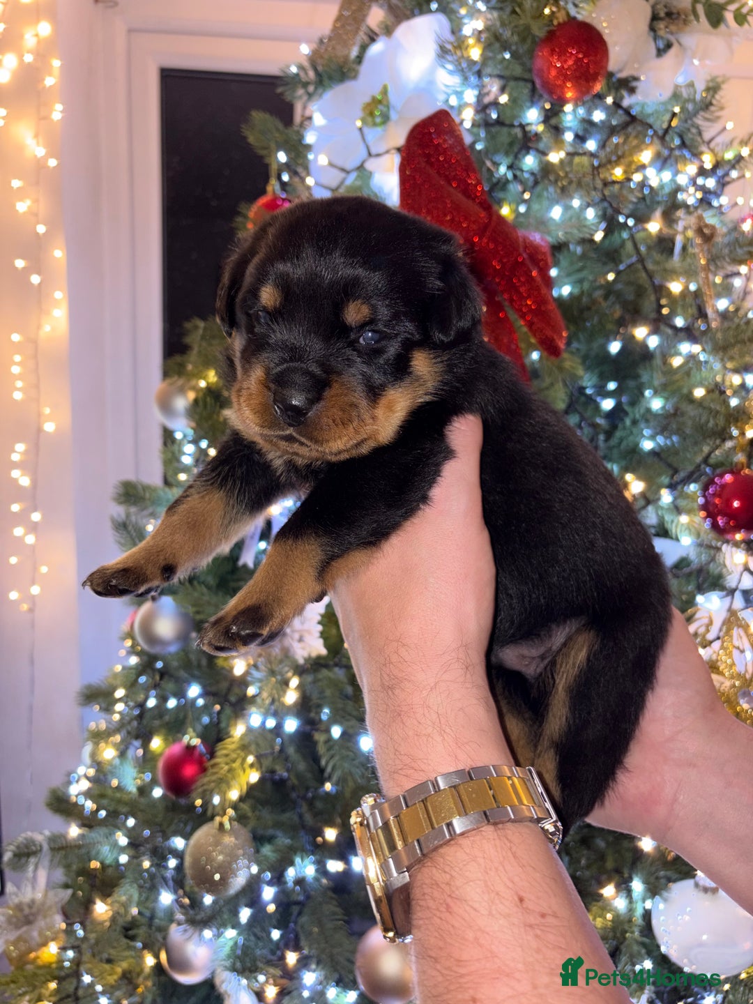 Rottweiler dogs for sale: KC Rottweiler puppies  - Advert 30