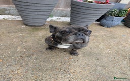 French Bulldog dogs for sale: Frenchie in need of a loving home  - Image 2