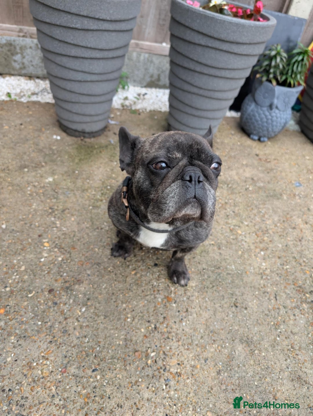 French Bulldog dogs for sale: Frenchie in need of a loving home  - Image 2