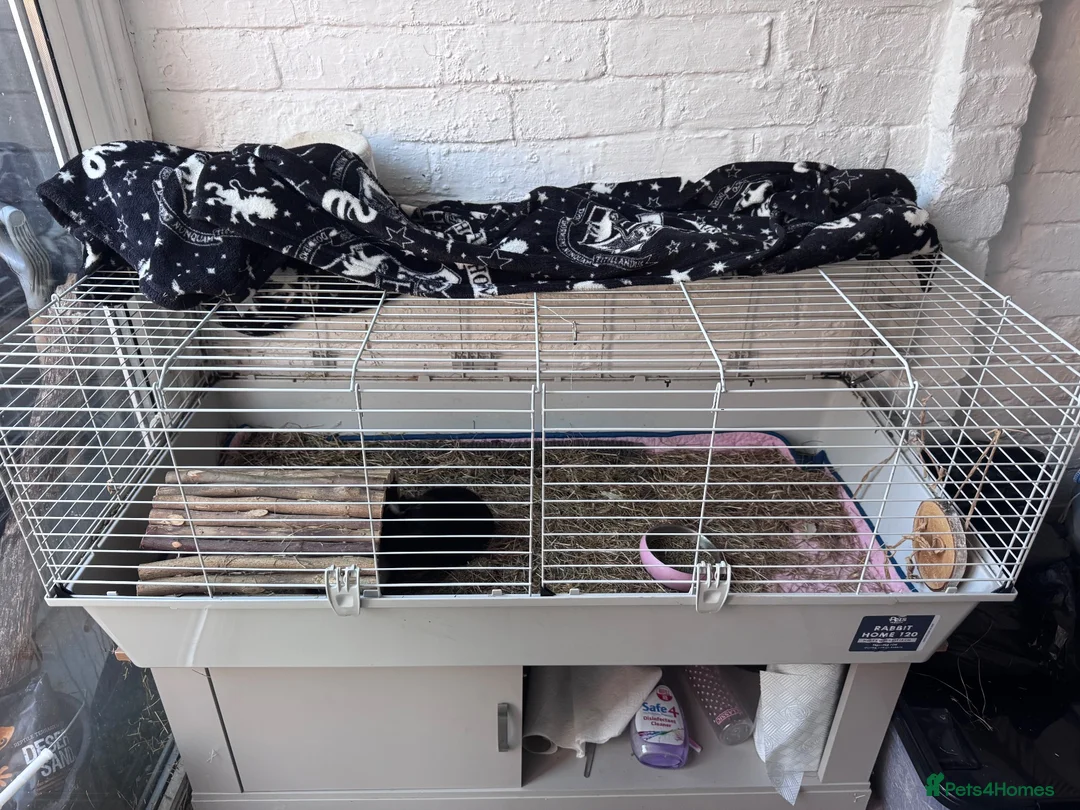 Guinea Pig rodents for sale: 2x guinea pigs with cage and accessories  - Advert 2