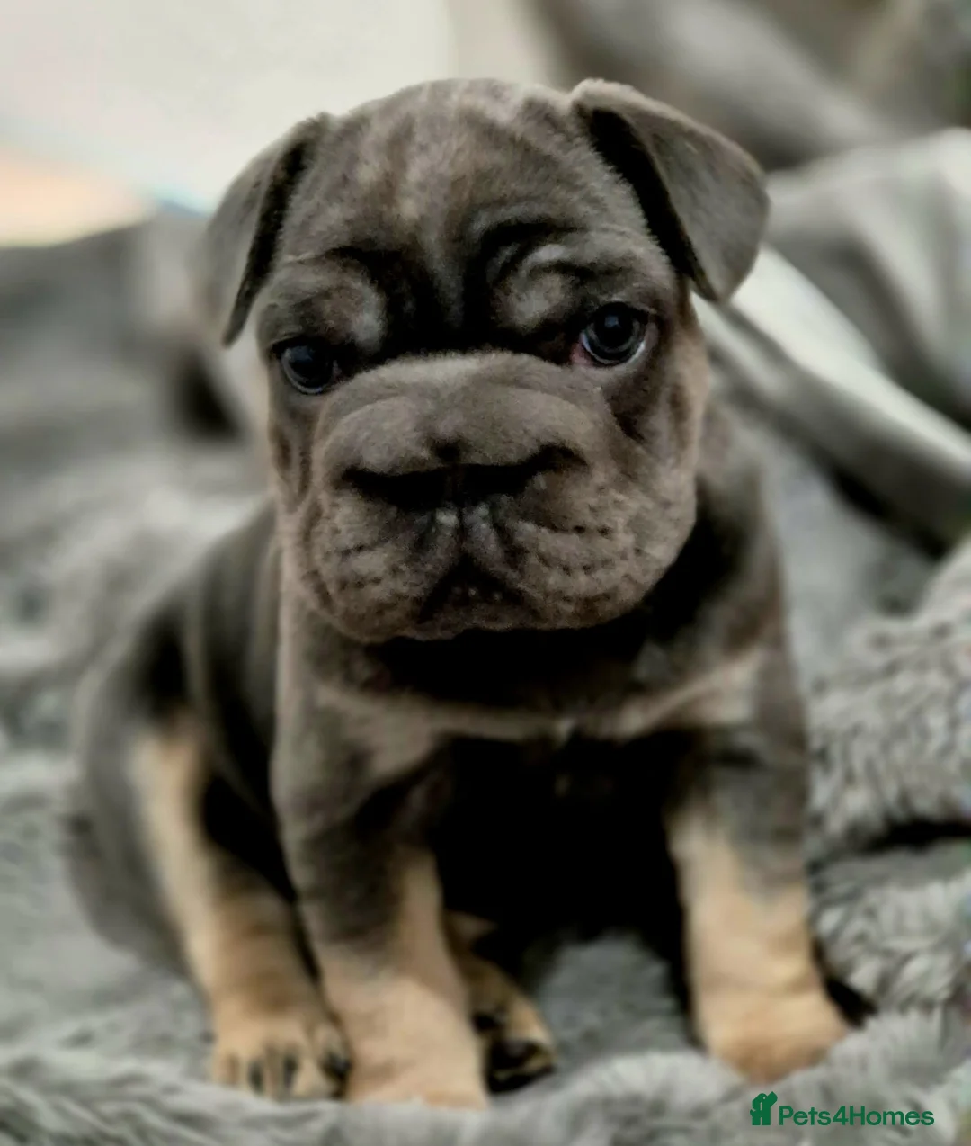 French Bulldog dogs for sale: French bulldogs  - Advert 2