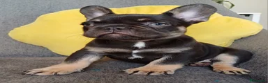 Rolo