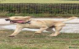 Labrador Retriever dogs for stud: For STUD (male lab) - Image 2