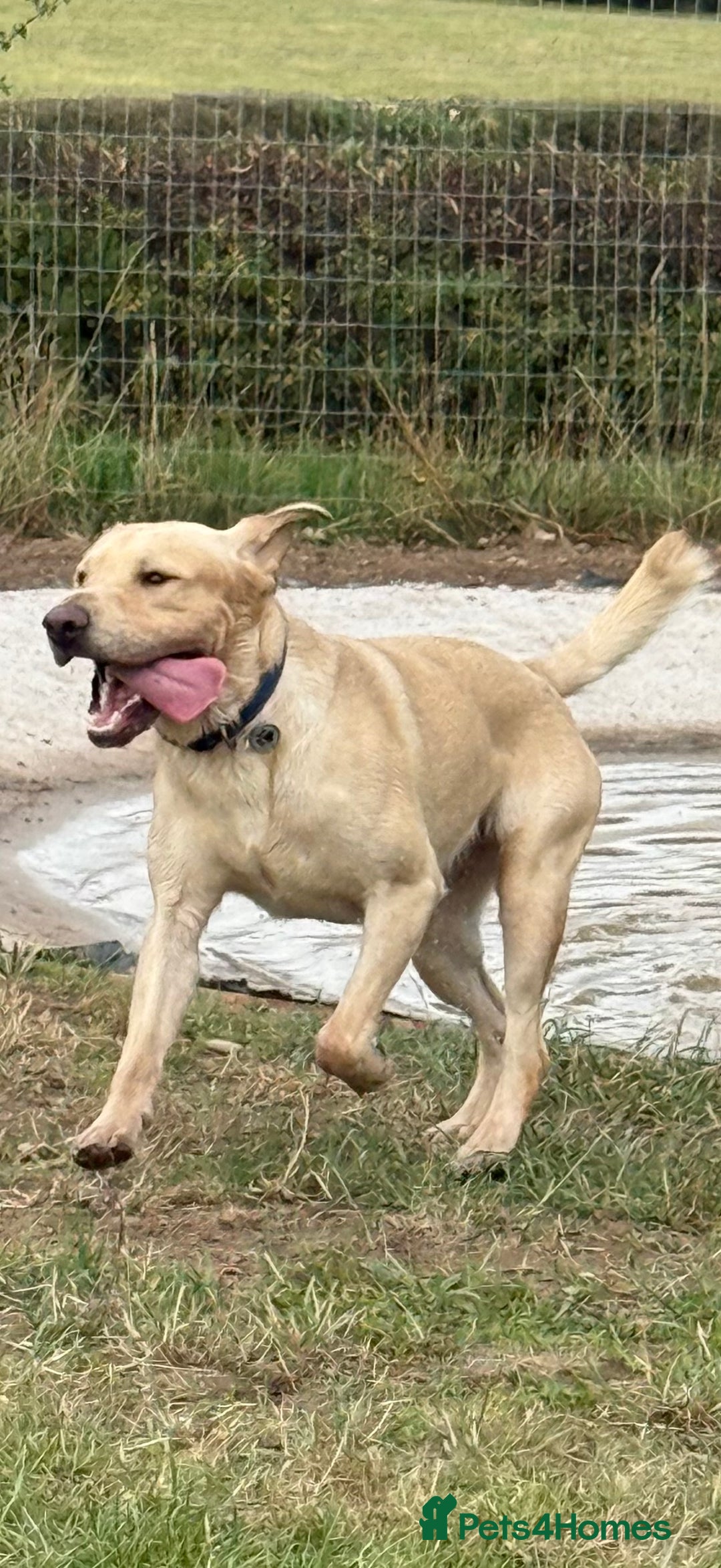 Labrador Retriever dogs for stud: For STUD (male lab) - Image 2