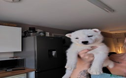 Siberian Husky dogs for sale: Siberian huskys READY NOW 1 boy 1 girl. - Image 23