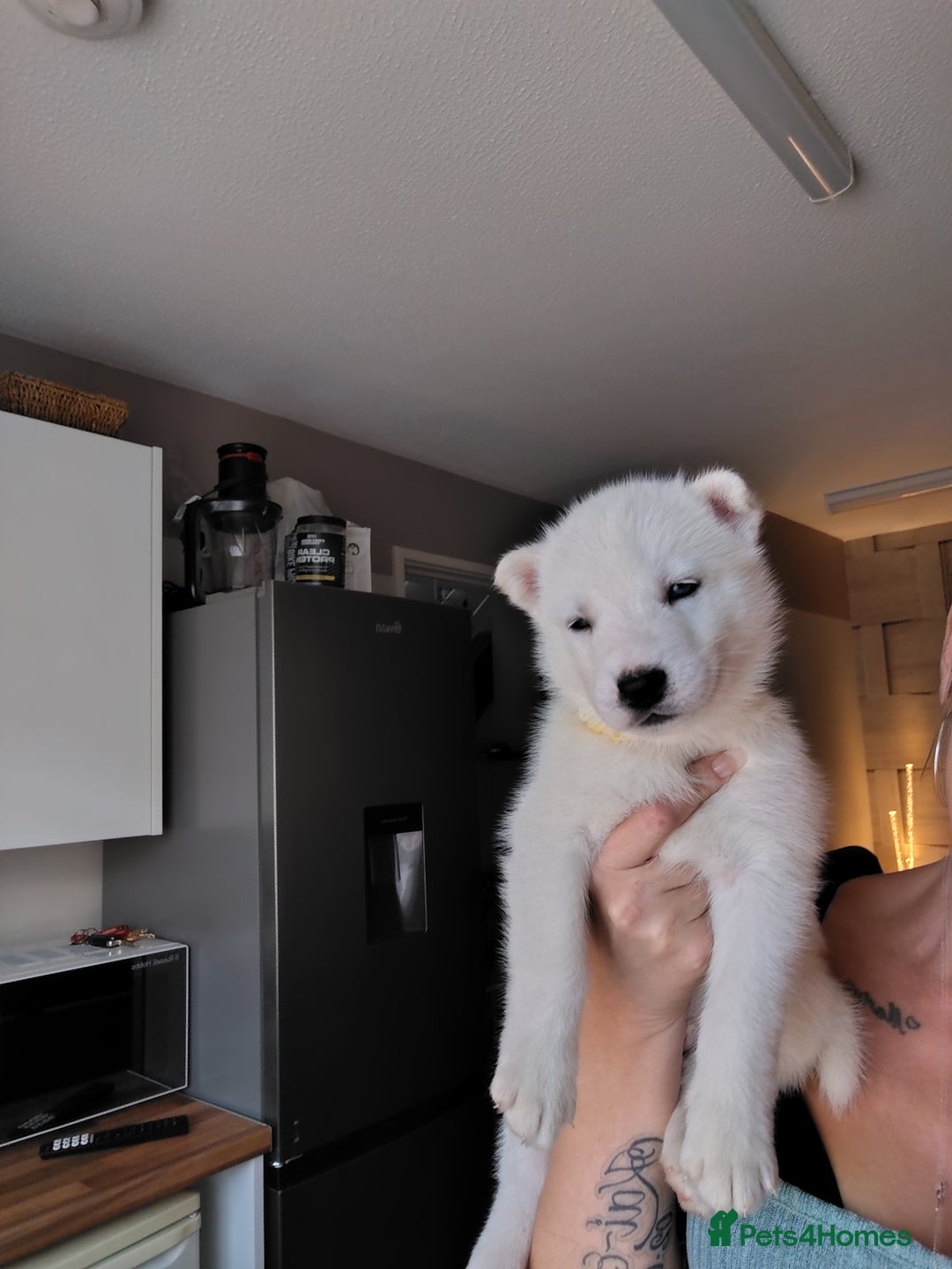 Siberian Husky dogs for sale: Siberian huskys READY NOW 1 boy 1 girl. - Image 23